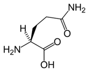 L- الجلوتامين في Keto Diet